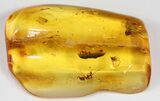 Fossil Ant & Wasp In Baltic Amber #38893-4